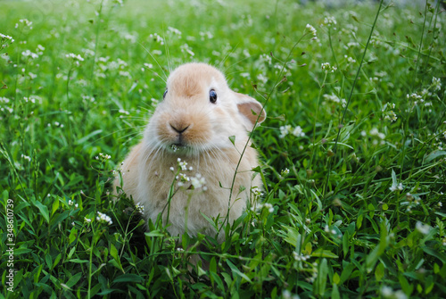 A fluffy rabbit on is sitting on the green grass.