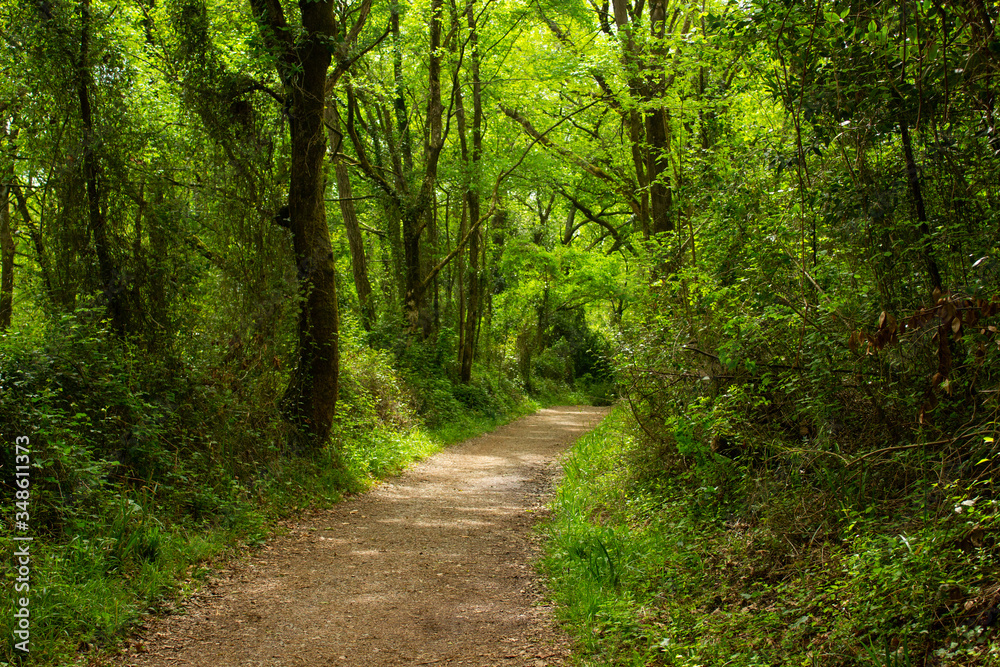 Obraz premium Las Kraju Basków.