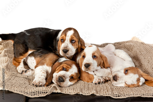 Four Basset hound puppies sleeping together