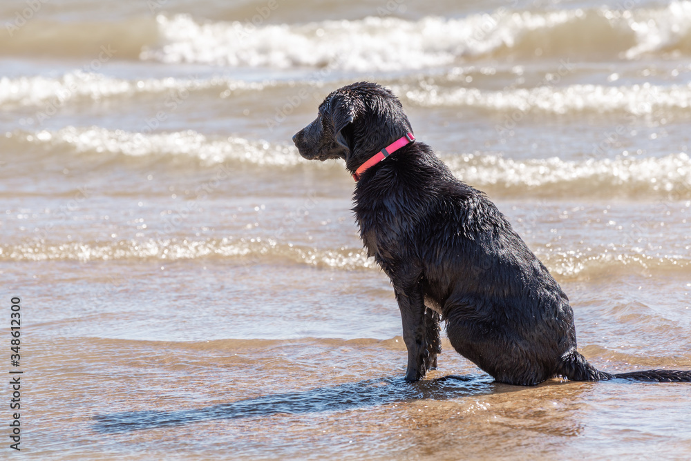 black labrador retriever patiently sitting on beach watching the waves come in. black labrador retriever patiently sitting on beach watching the waves come in.