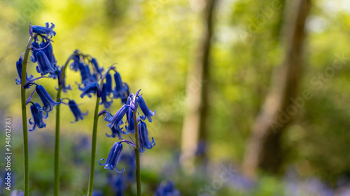 Bluebells in the forest, The Wrekin, Telford,  England, Europe  photo