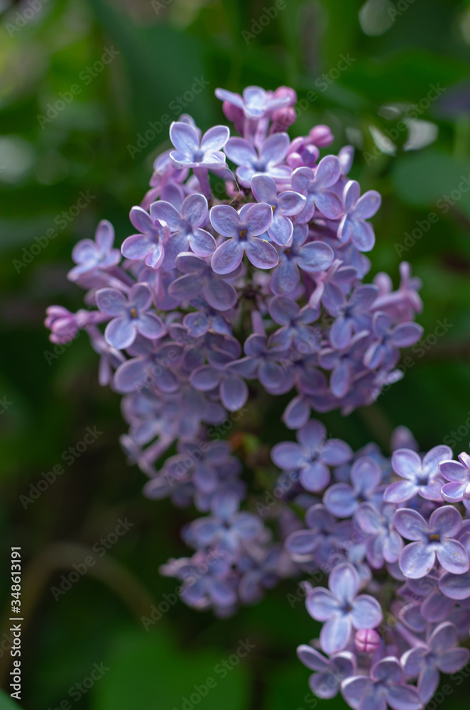 Magnificent fresh bunch of purple lilac on the bush. Garden bush, spring flowering, fresh aroma. Selective soft focus, shallow depth of field. Magnificent fresh bunch of purple lilac on the bush. Garden bush, spring flowering, fresh aroma. Selective soft focus, shallow depth of field.