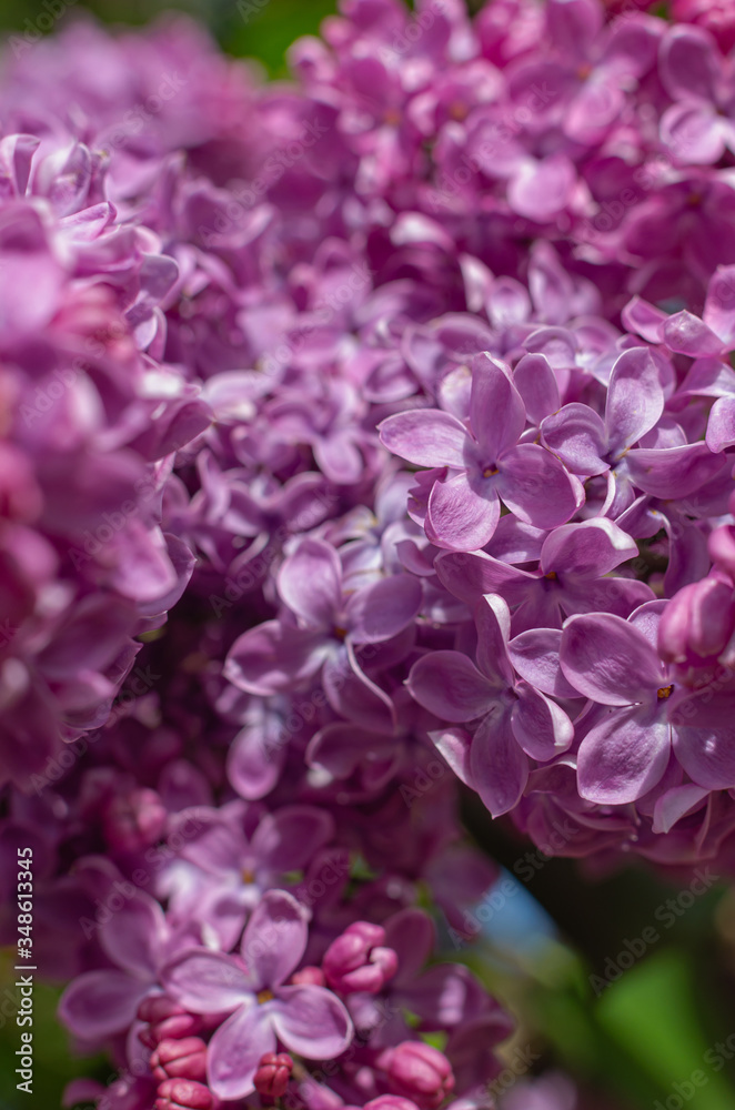 Magnificent fresh bunch of purple lilac on the bush. Garden bush, spring flowering, fresh aroma. Selective soft focus, shallow depth of field.