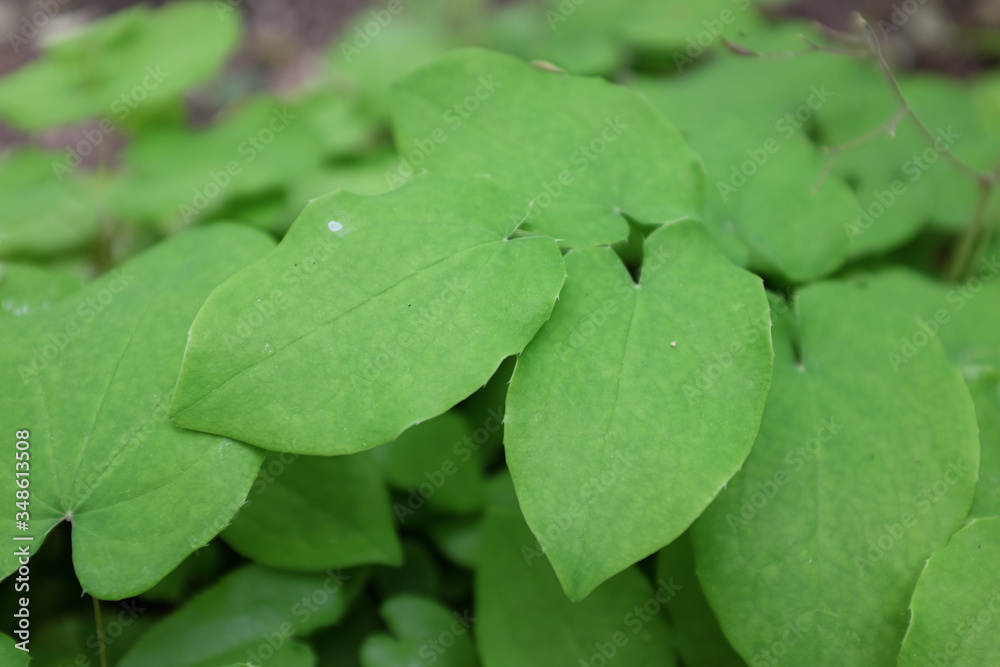 Epimedium pubigerum (hairy barrentwort), 2020