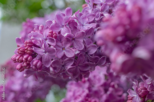Magnificent fresh bunch of purple lilac on the bush. Garden bush, spring flowering, fresh aroma. Selective soft focus, shallow depth of field.