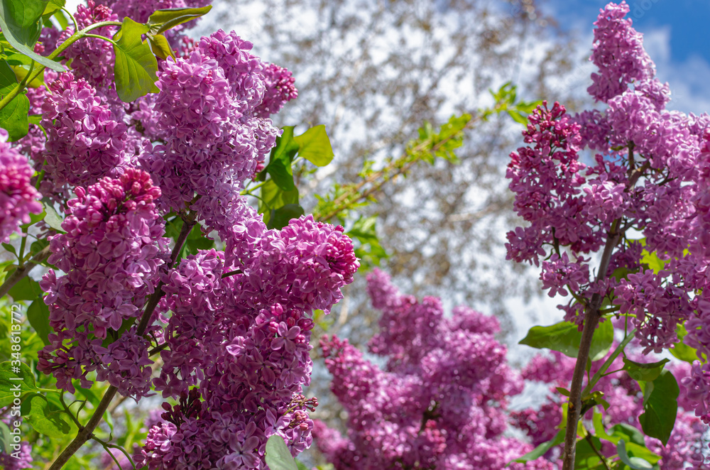 Fototapeta premium Magnificent fresh bunch of purple lilac on the bush. Garden bush, spring flowering, fresh aroma. Selective soft focus, shallow depth of field.