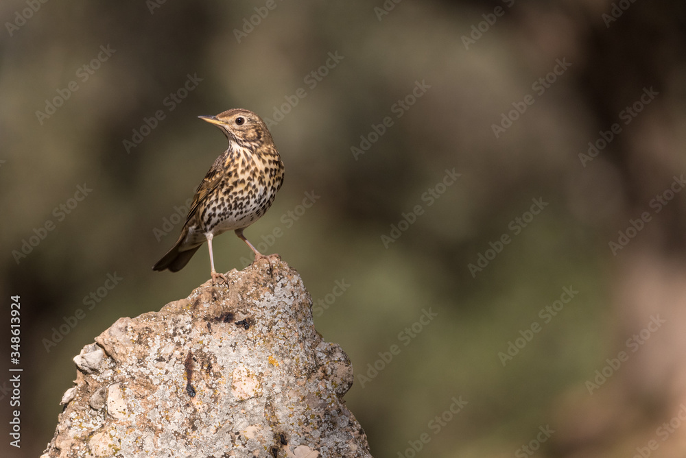 Zorzal común (Turdus philomelos)