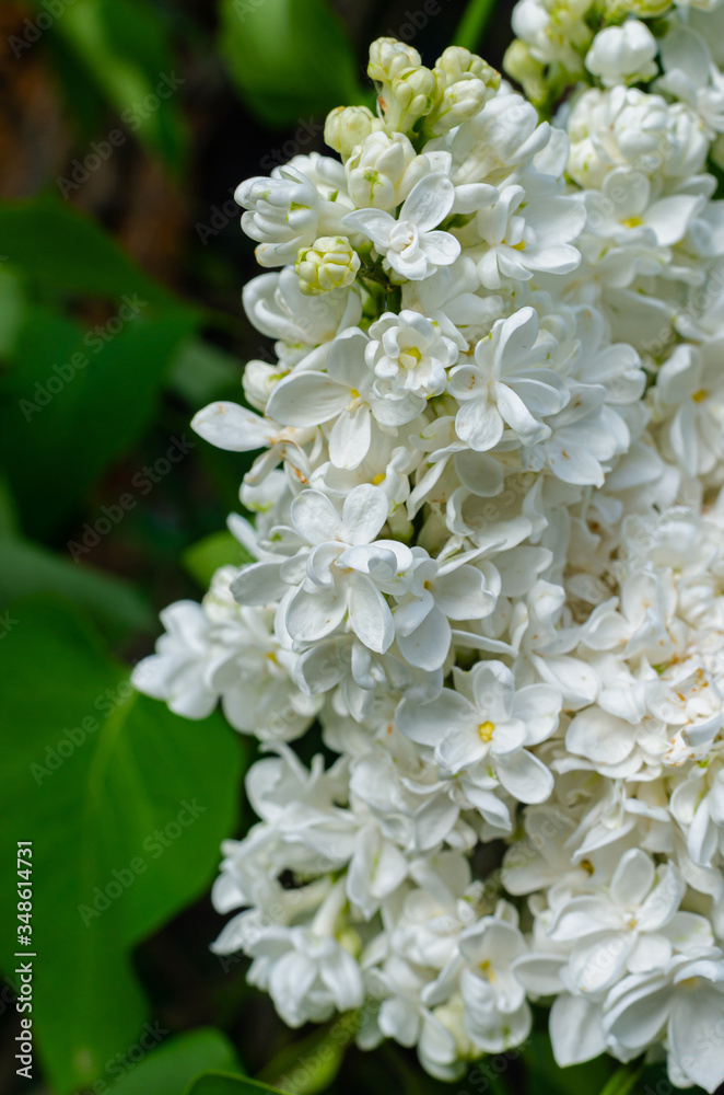 Beautiful Lush fresh bunch of white lilac on a bush in the garden near the house. Garden bush, spring flowering, fresh aroma. Beautiful Lush fresh bunch of white lilac on a bush in the garden near the house. Garden bush, spring flowering, fresh aroma.
