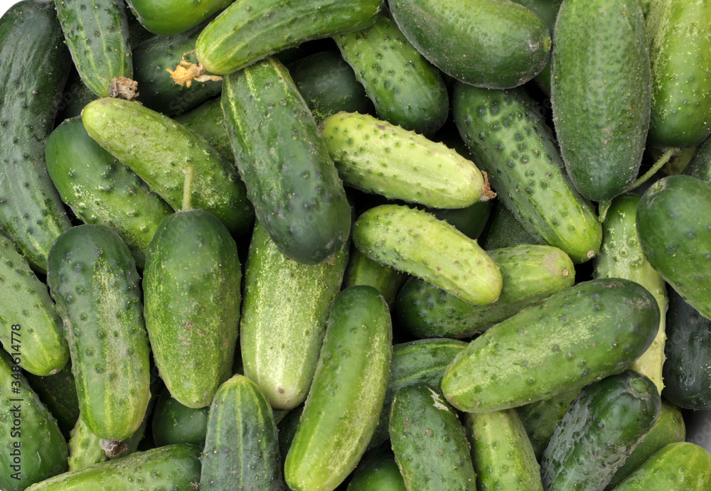 Background from harvested cucumbers Background from harvested cucumbers