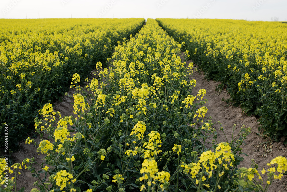 Obraz premium yellow spring flowers with darling