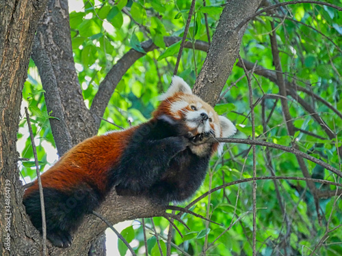 Roter Panda auf einem Ast im Zoo von Budapest