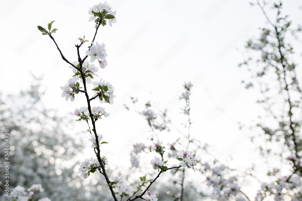 branch of spring white flowers on a white background