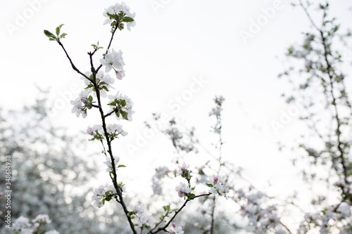 branch of spring white flowers on a white background