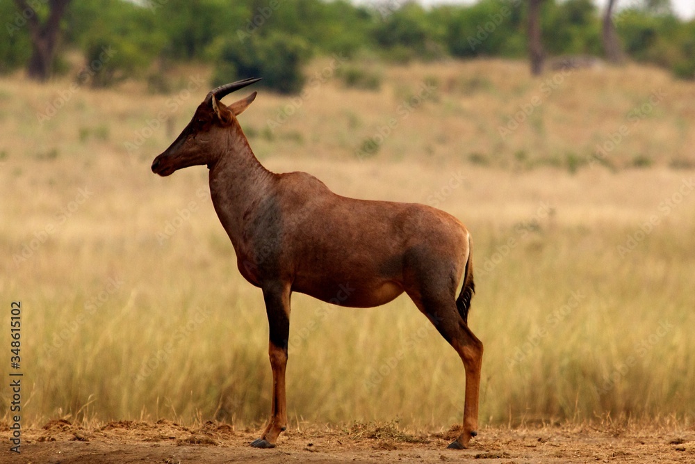 Fototapeta premium Topi standing in the grass