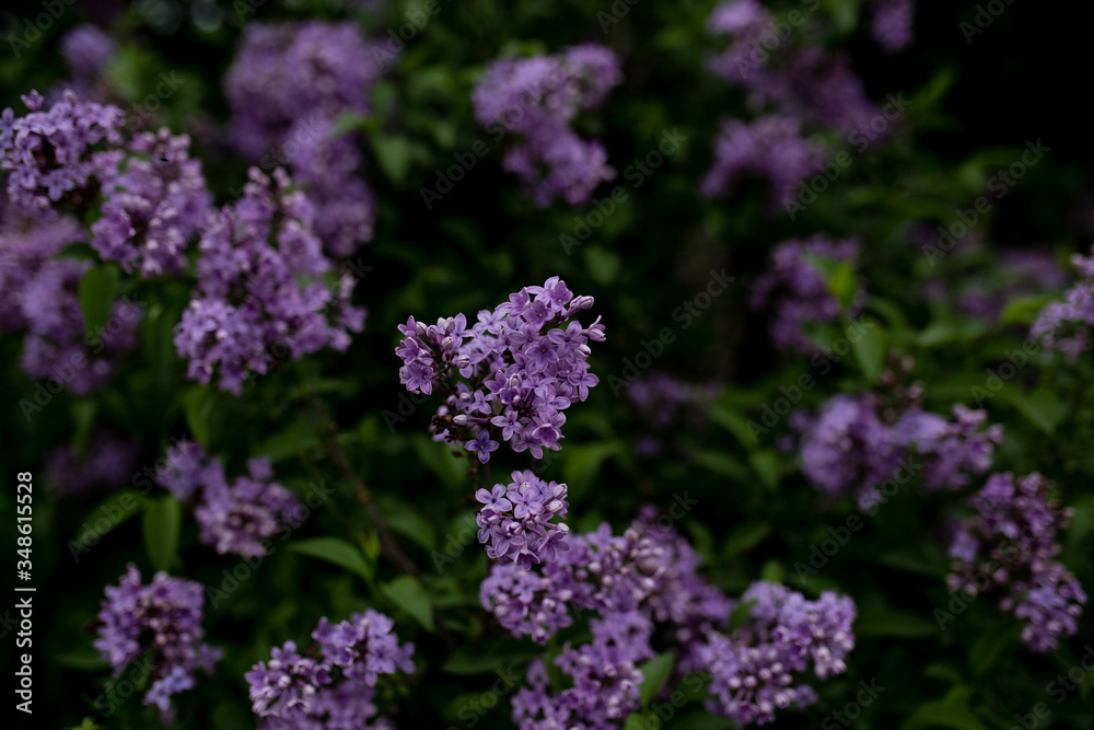 spring lilac flowers on a dark background spring lilac flowers on a dark background