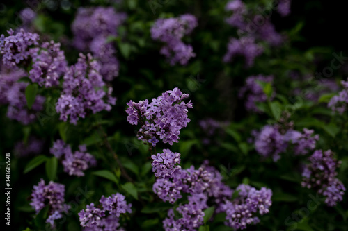 spring lilac flowers on a dark background