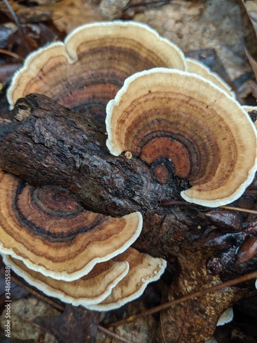 Turkey tail mushroom on a branch