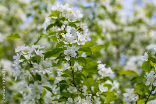Fototapeta Naklejka Na Ścianę i Meble -  Apple tree flowers on sunny spring day.