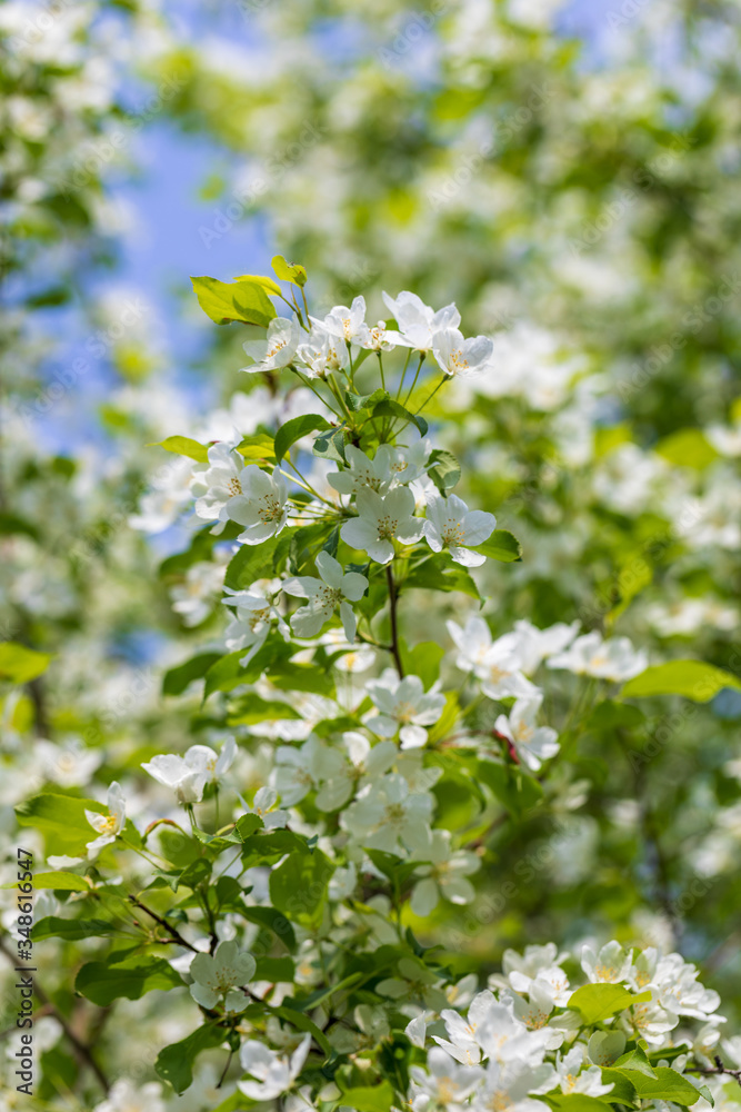 Apple tree flowers on sunny spring day.