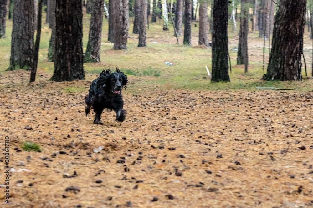 A Spaniel dog plays with a stick A Spaniel dog plays with a stick