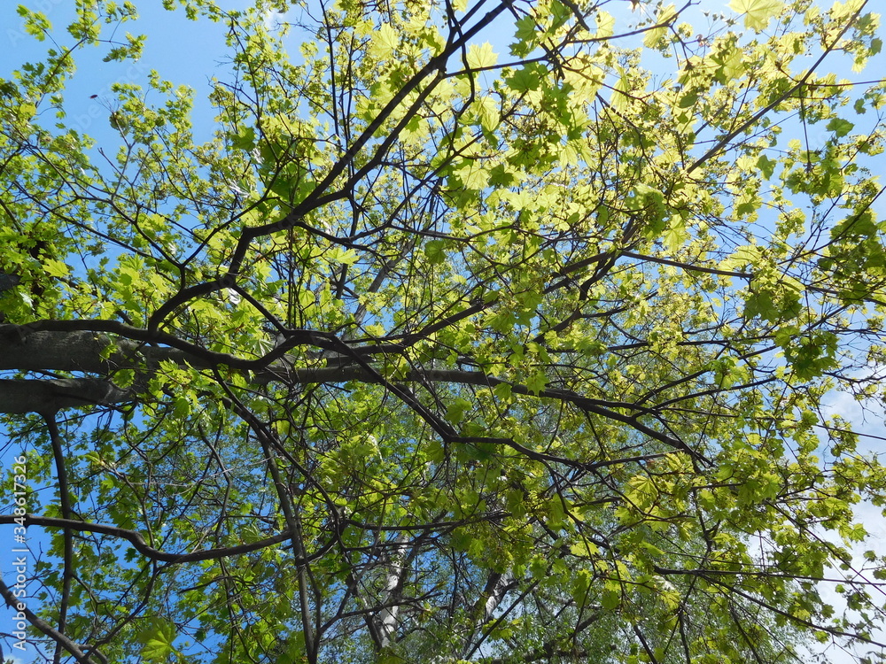 tender green leaves of a tree on a background of blue sky in early spring bottom view tender green leaves of a tree on a background of blue sky in early spring bottom view