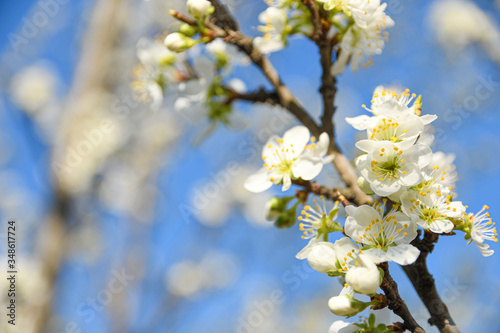 Fruit trees bloom in spring against a background of blue sky and other flowering trees. Close-up