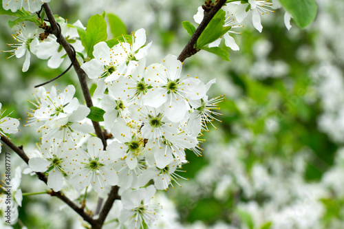 Blooming apple tree branch in springtime. Close-up