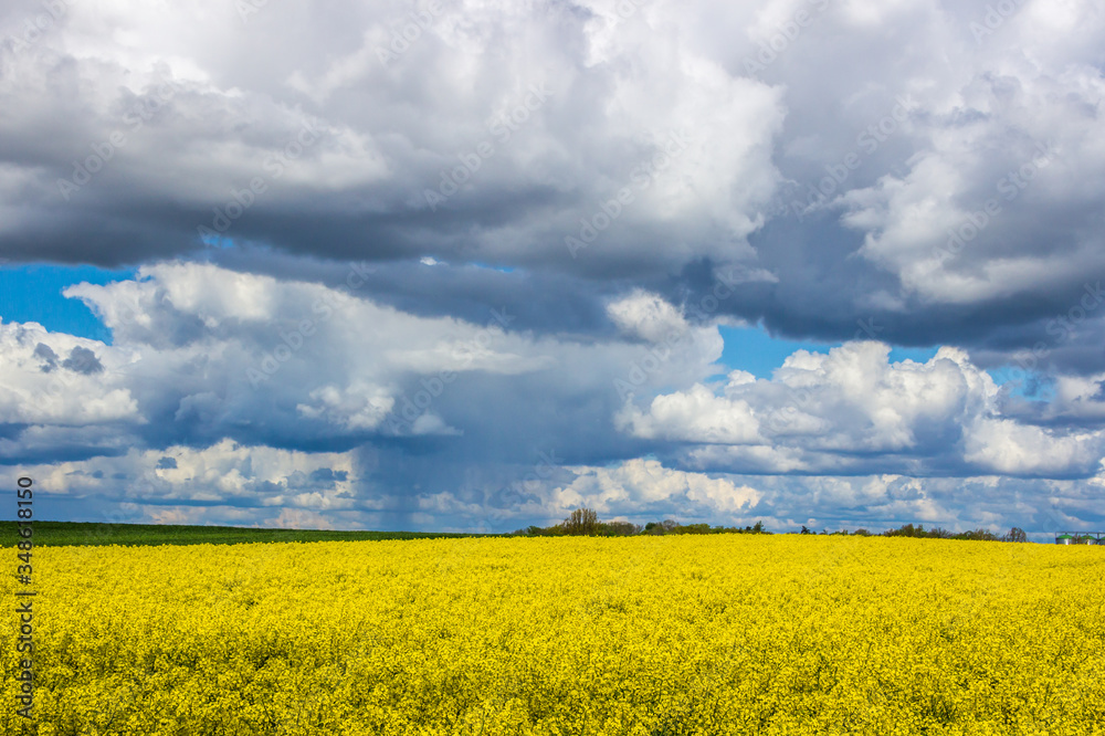 heavy clouds in the blue sky above the rape field