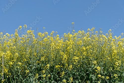 Fleurs jaune de colza au printemps - France
