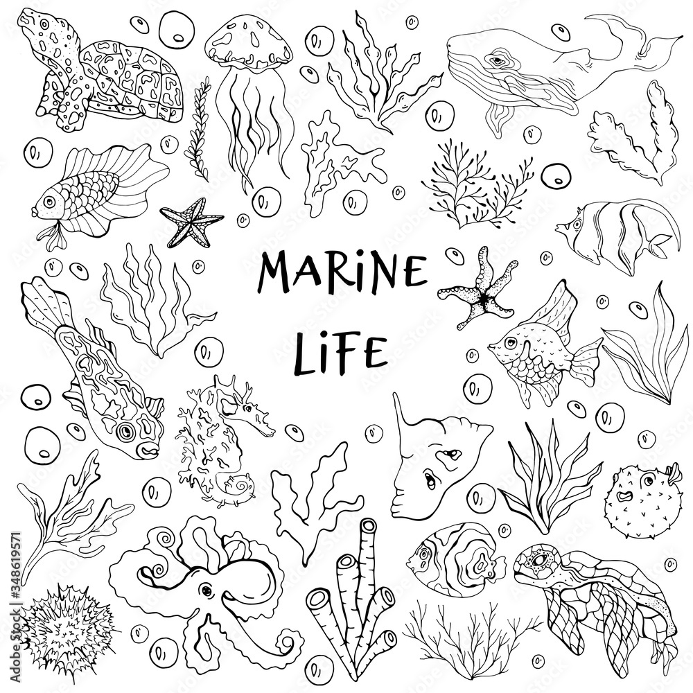 Marine life. Underwater abodes. Vector isolated illustration with fish, octopus, starfish, jellyfish, algae, sea urchin, whale, and turtles on a white background. Menu design with seafood.