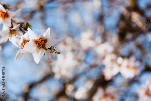 Closeup a beautiful almond blossom selective focus