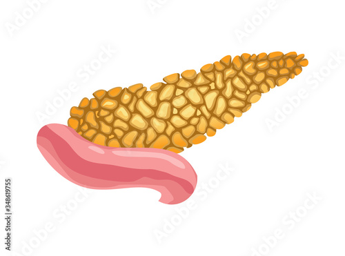 Realistic human pancreas organ vector front view illustration isolated on white background. Healthcare medicine concept. Anatomy, of internal organ