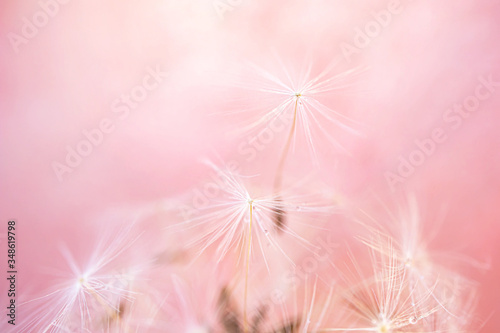 Dandelion seeds close-up. Detailed macro photo. Abstract image  pink background. Copyspace.