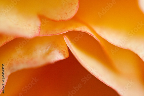 Wallpaper Mural Dettagli fiori Torontodigital.ca