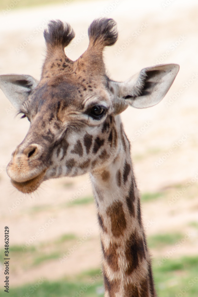 Giraffe headshot