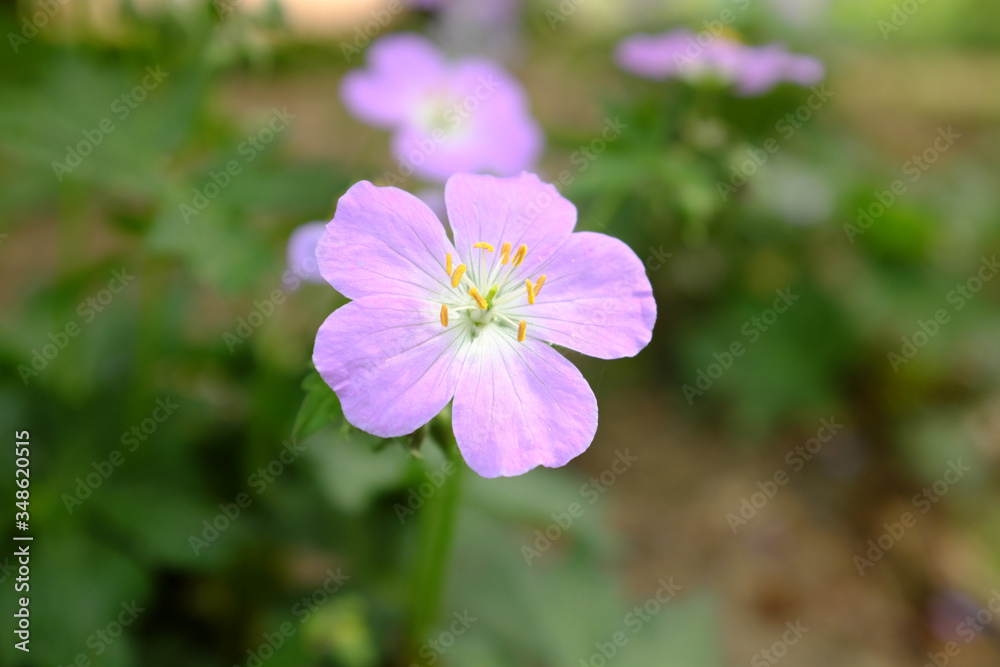 Geranium maculatum (Vicky Lynn), 2020 Geranium maculatum (Vicky Lynn), 2020