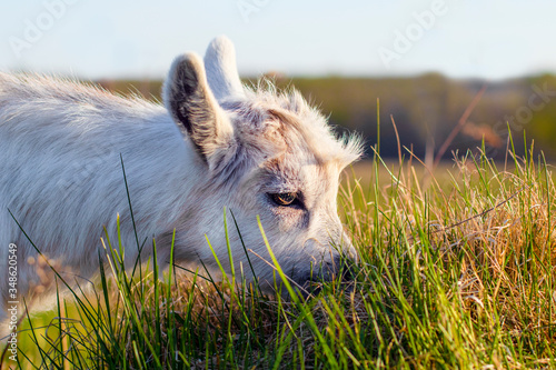 Close-up, portrait of an animal, little goat, outdoors. Grazes, depasture in a green meadow, eats grass photo