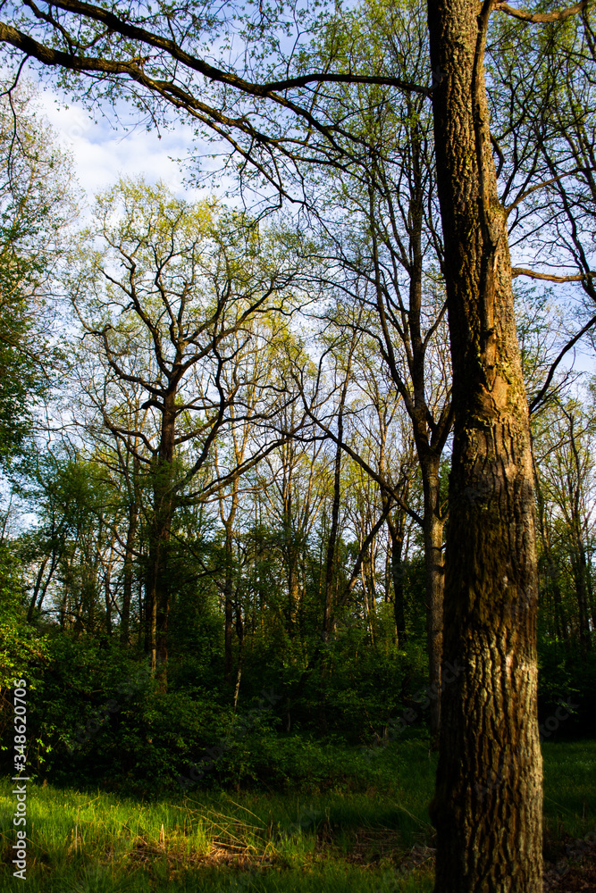 autumn in the forest autumn in the forest