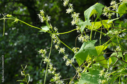 In the wild echinocystis lobata grows photo