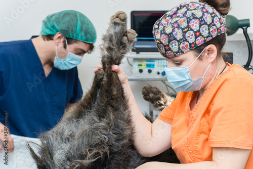 Veterinarian holding the paws of an anaesthetised dog in a veterinary clinic photo