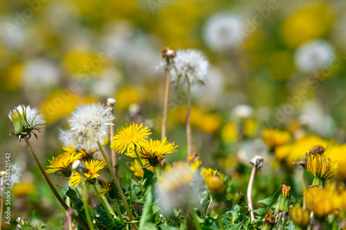 dandelion on a green meadow © fotosr52