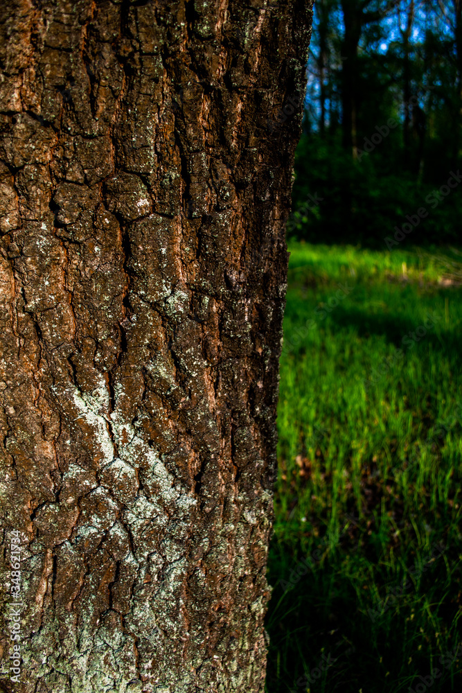 Obraz premium beautiful nature