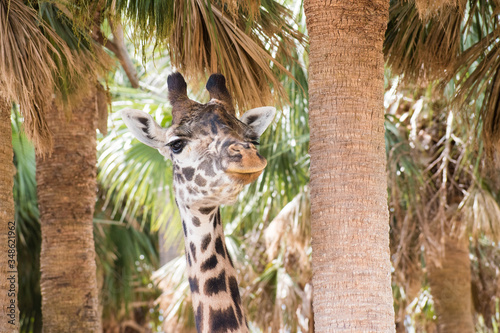 Photography giraffe