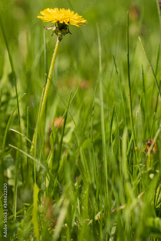 Yellow dandelions. Bright dandelion flowers Yellow dandelions. Bright dandelion flowers