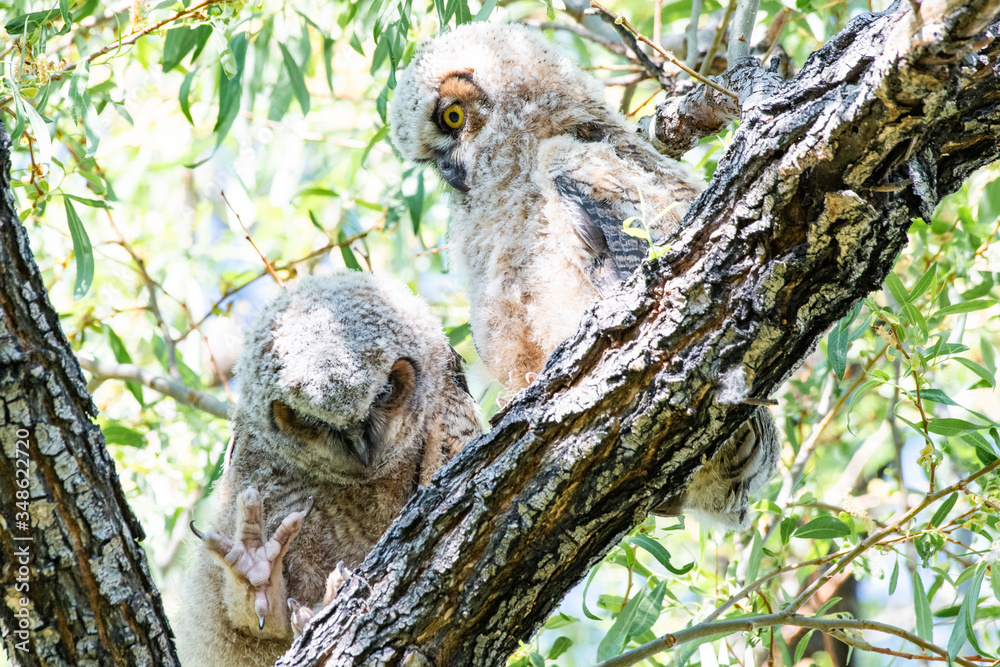 Fototapeta premium Great Horned Owl Young Pair 2
