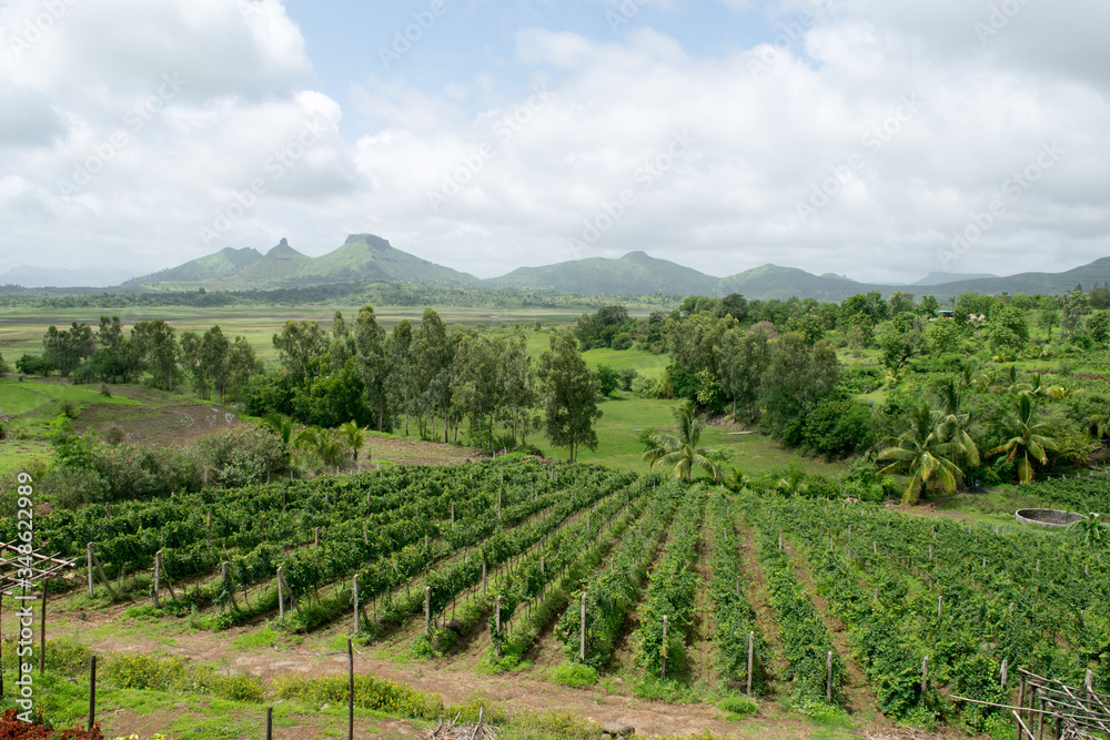 Fototapeta premium Vineyards of Nashik in India