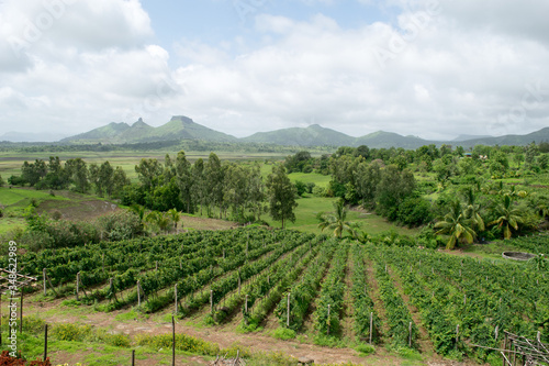 Vineyards of Nashik in India