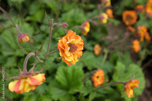 Geum hybr. (Alabama Slammer), 2020