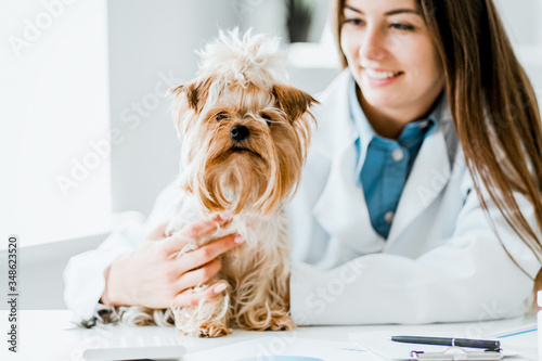 Veterinarian doctor and a york terrier at vet clinic. photo