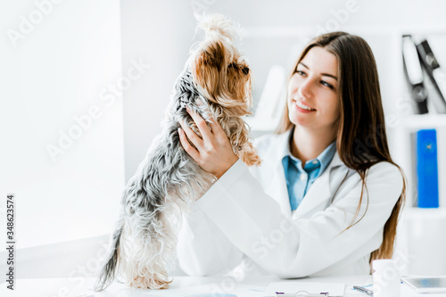 Veterinarian doctor and a york terrier at vet clinic. photo